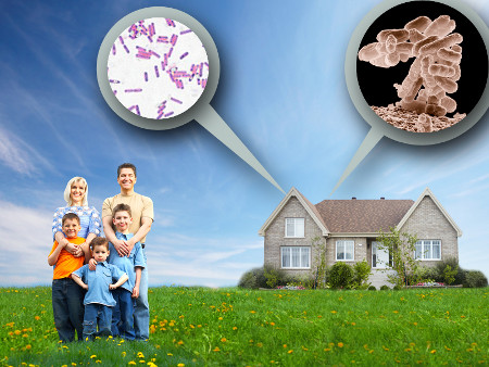home microbes